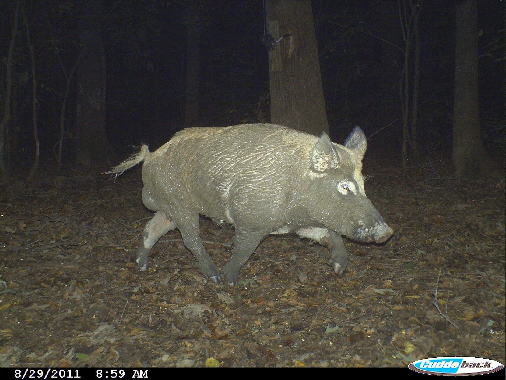 Wild hogs can be dilemma for South Carolina deer hunters (copy)